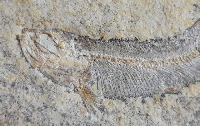 Allothrissops cf. salmoneus BLAINVILLE 1818 - Bild © FossNet FossilienStore